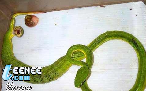 งูเขียวออกลูก