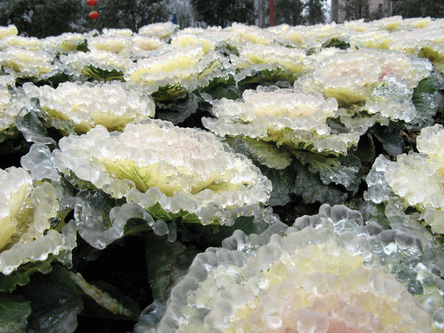 After ice rain in South China‏