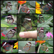 Transparent Butterfly‏