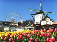 สวนดอกทิวลิปที่ Everland เกาหลีใต้