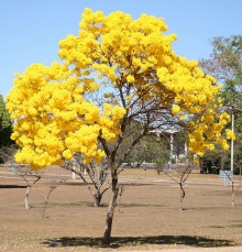 ต้นตาเบบูญา (Tabebuia)