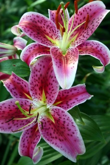 Stargazer Lily