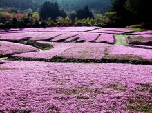 พรมดอกไม้ (Moss Phlox)