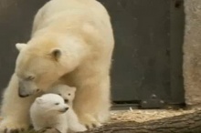 ความน่ารัก แฝดหมีขั้วโลก