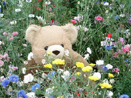 ~Teddy on Garden~