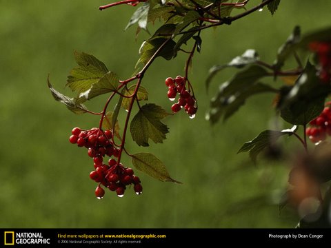 สุดยอดภาพ National Geographic (1)