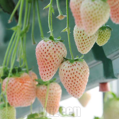 White Strawberry