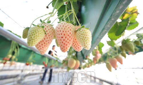 White Strawberry