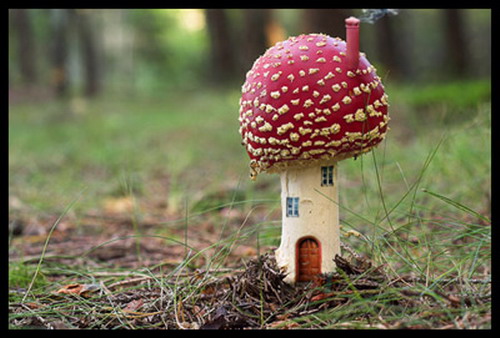 ..Mushroom..