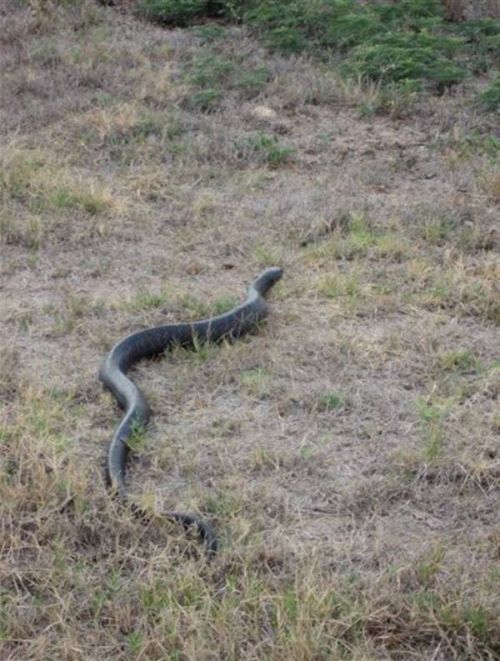 แม่เจ้า!! มาดู งู กิน งู