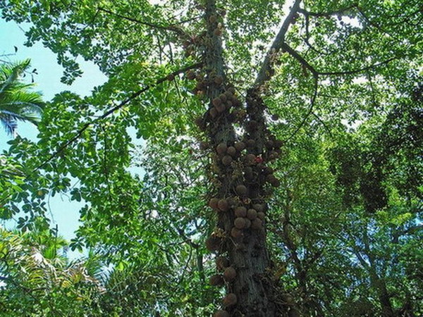 ต้นลูกปืนใหญ่ หรือต้นแคนนอนบอล (Cannon-ball Tree)