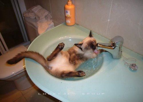 อาบน้ำน้องหมาน้องแมว