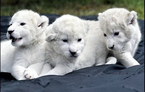 White Lion Cubs ราคา :$138,000 