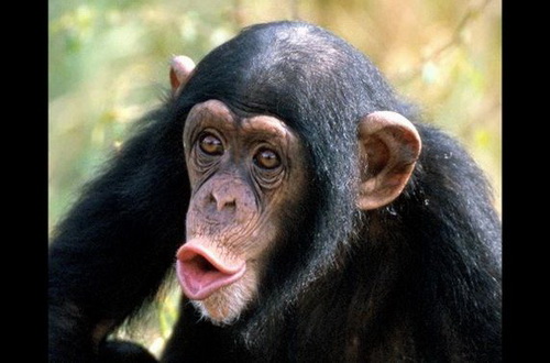 Chimpanzee ราคา : $60,000 – $65,000 