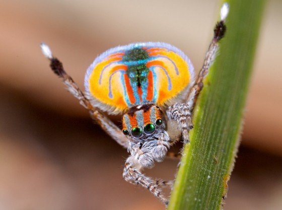 แมงมุมนกยูง Peacock spider 