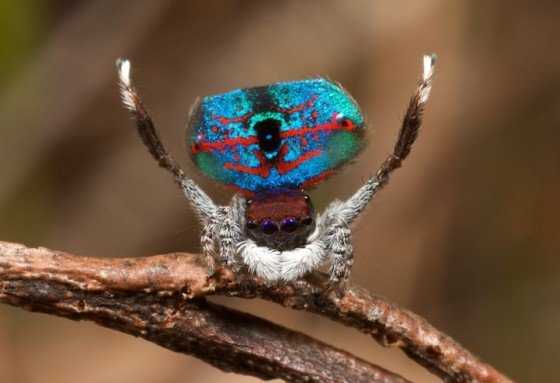 แมงมุมนกยูง Peacock spider 