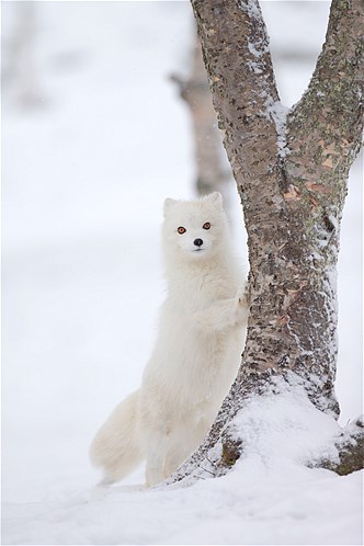 รวมภาพสัตว์ในหิมะ
