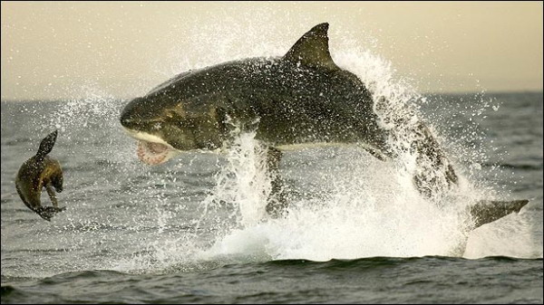 ฉลามหิวไล่ล่าแมวน้ำ 