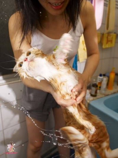 เมื่อแมวเหมียว อาบน้ำ
