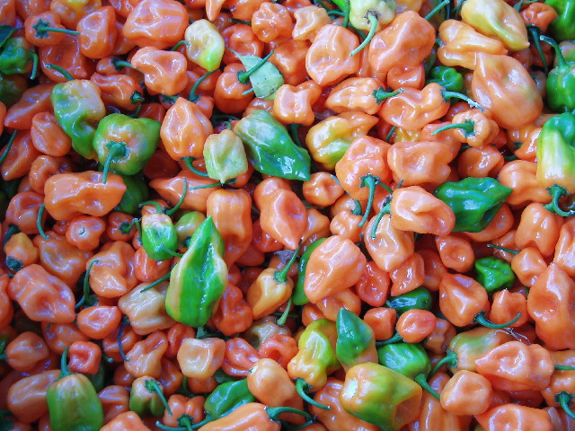 Habanero Chiles