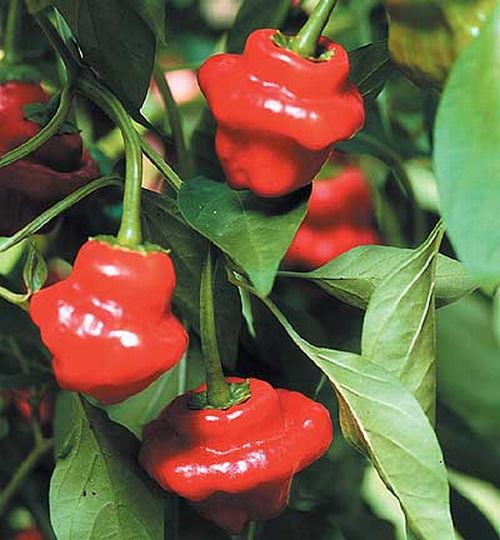 Jamaican Hot Red Peppers