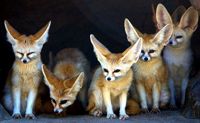 Fennec fox