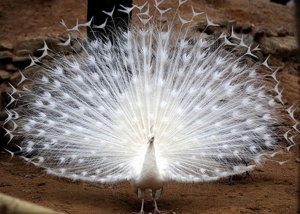 white peacock