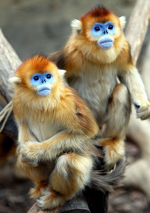 golden monkey