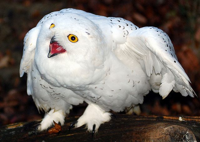 snowy owl