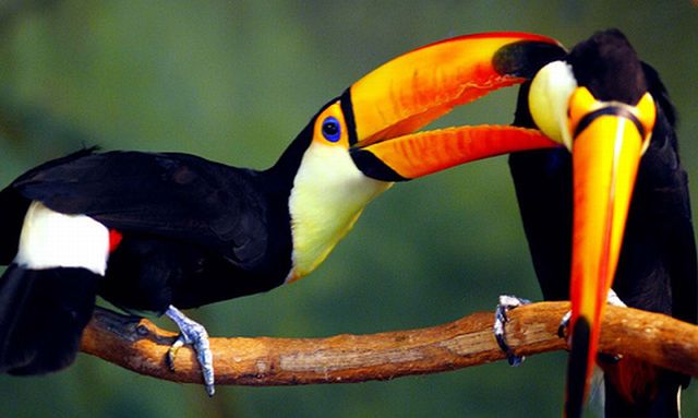 toucan