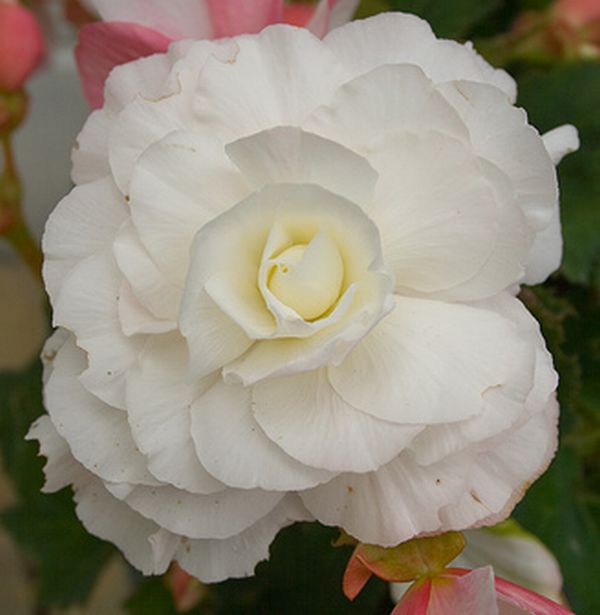 ดอกเบโกเนีย (Begonia) # 1