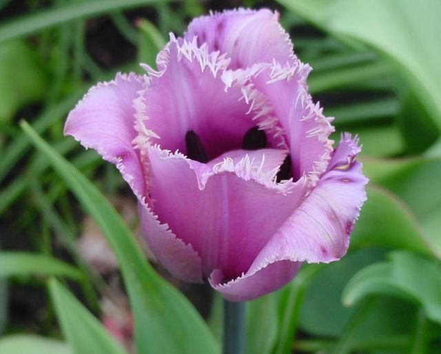 ทิวลิปปลายกลีบรุ่งริ่ง (fringed tulip) # 2