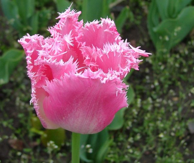 ทิวลิปปลายกลีบรุ่งริ่ง (fringed tulip) # 2