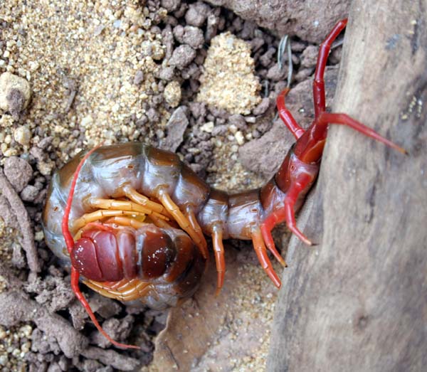 Centipede vs Tarantula vs Scorpion