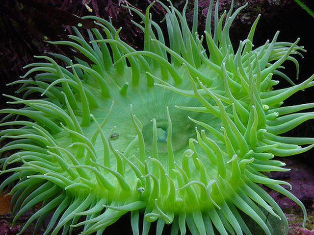 ดอกไม้แห่งท้องทะเล (Sea anemone)