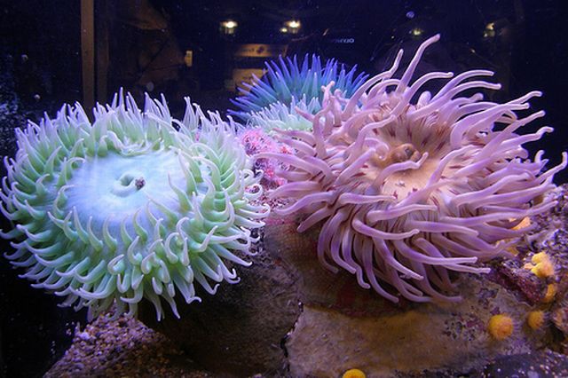 ดอกไม้แห่งท้องทะเล (Sea anemone)