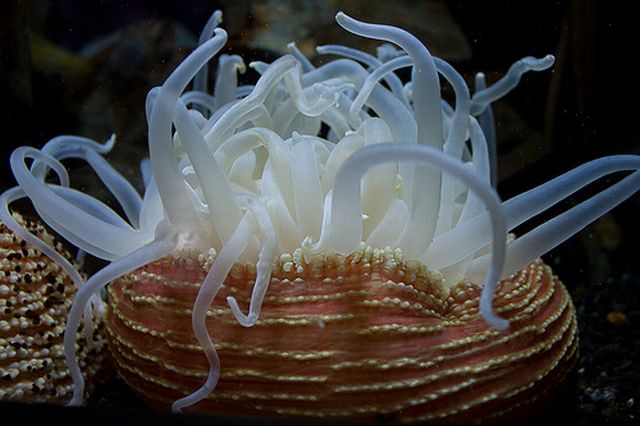 ดอกไม้แห่งท้องทะเล (Sea anemone)