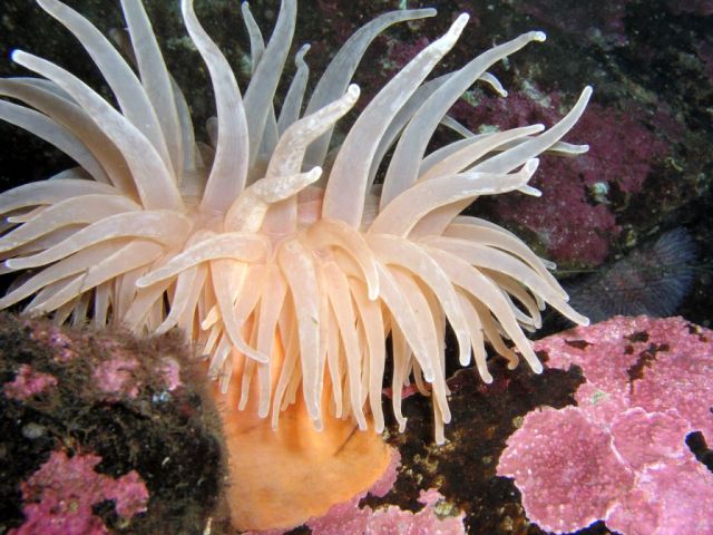 ดอกไม้แห่งท้องทะเล (Sea anemone)