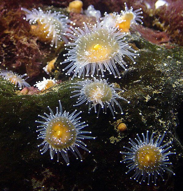 ดอกไม้แห่งท้องทะเล (Sea anemone)