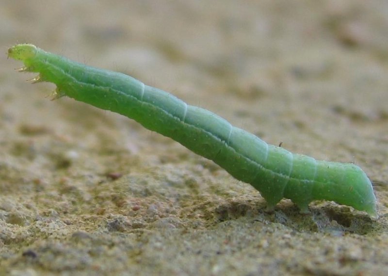 บุ้งหรือหนอนผีเสื้อ ( Caterpillar ) 