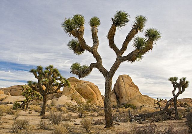 Joshua Tree National Park