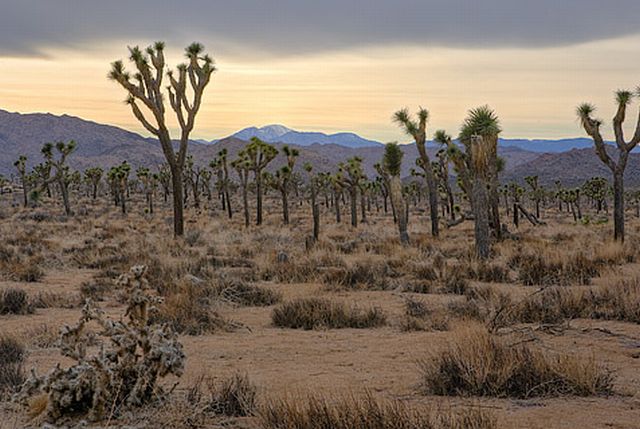 Joshua Tree National Park