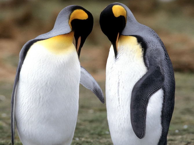 เพนกวิน น่ารัก