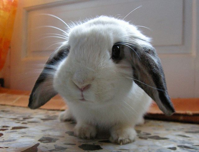 กระต่ายตัวน้อย น่ารัก