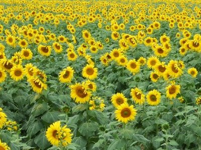 Sun Flowers (^-^)