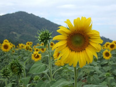 Sun Flowers (^-^)