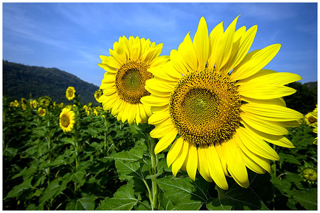 Sun Flowers (^-^)