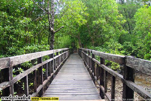 Wooden bridge in Tarutao national park