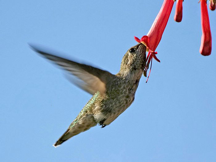 Hummingbird ‧:﹎｡‧::‧ (^∇^) 3