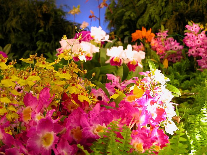 Flowers in Greenhouse ‧:﹎｡‧::‧ (^∇^) 3